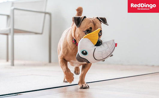 Juguete para perros Reddingo Cacatúa