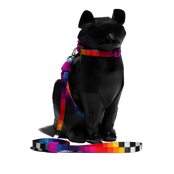 Set de Arnés y Correa Zeecat Prisma | Medicamentos Pet