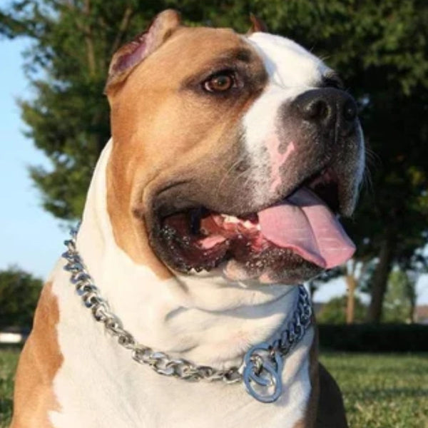 Collar Ahogo Metalico Grande | Accesorios | Medicamentos pet