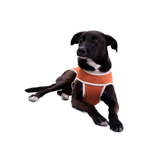 Faja Posquirurgico Para Mascotas L | Accesorios | Medicamentos pet