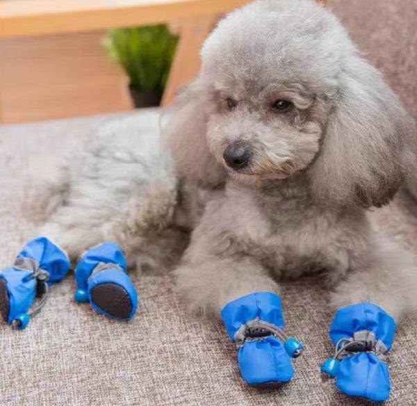 Botas Impermeables Multicolor # 4 | Accesorios | Medicamentos pet