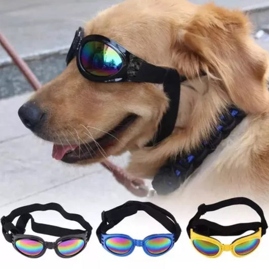 Gafas para Mascotas | Accesorios | Medicamentos pet